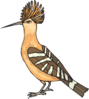 Angry Hoopoe Clip Art